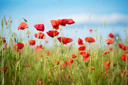 Field of Poppy Flowers Papaver rhoeas in Summer  selective focus
