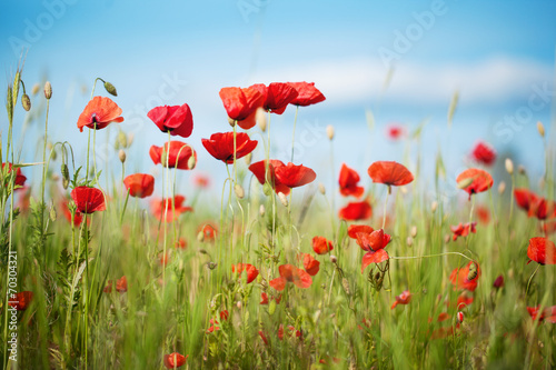 Fototapeta Naklejka Na Ścianę i Meble -  Field of Poppy Flowers Papaver rhoeas in Summer, selective focus