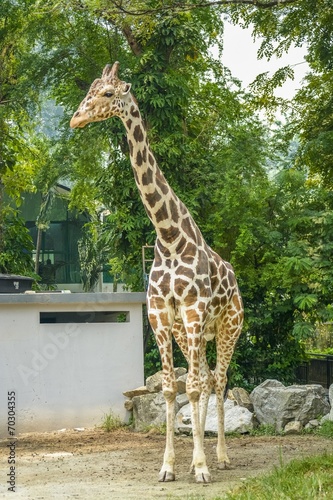 Full Body of Standing Tall Giraffe