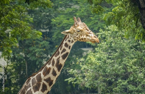 The long and tall Giraffe