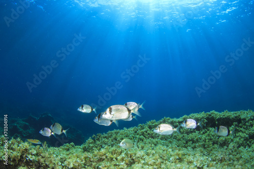 Photography Sea Bream fish underwater Mediterranean Sea
