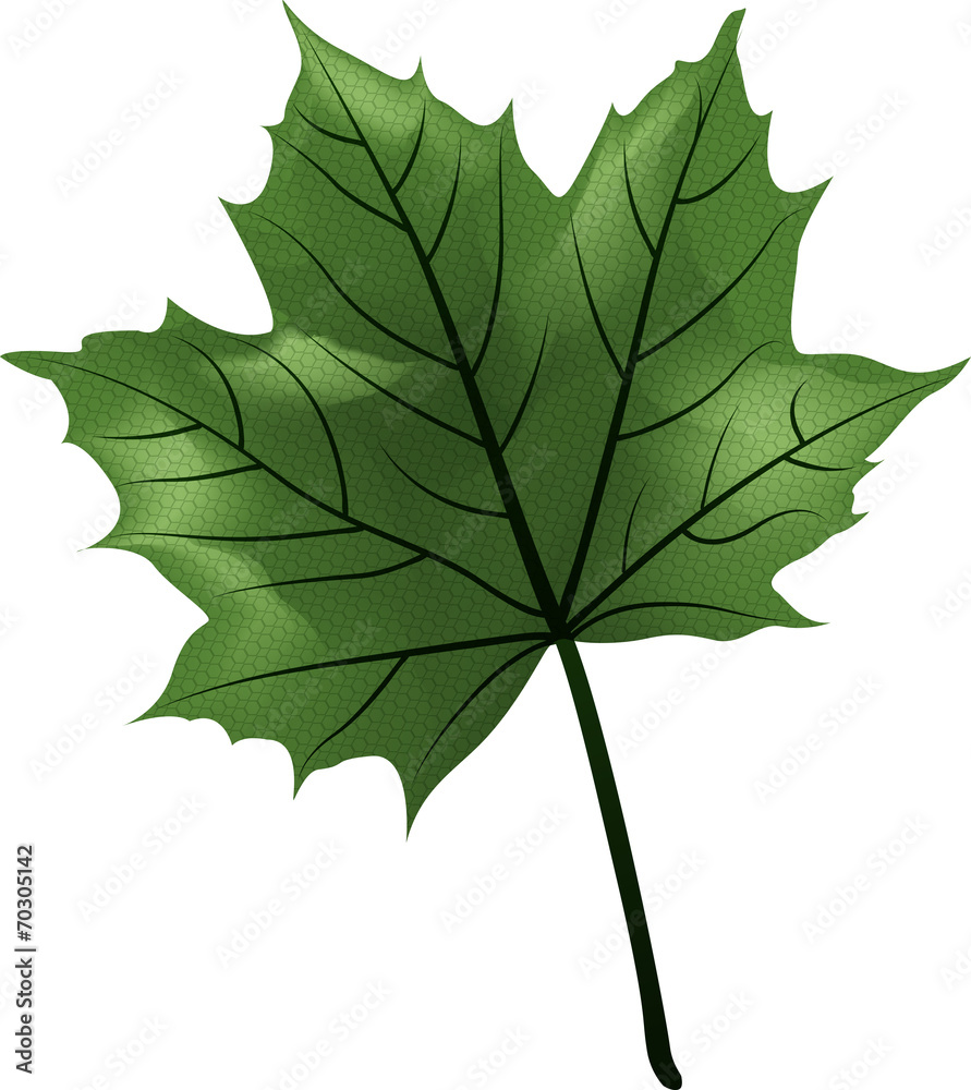 Fototapeta premium Feuille érable verte illustration 2