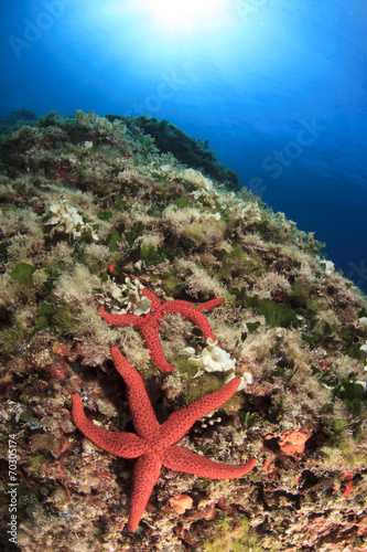 Red Starfish underwater #70305174