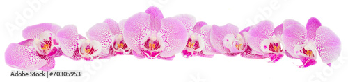 row of pink  orchid flowers