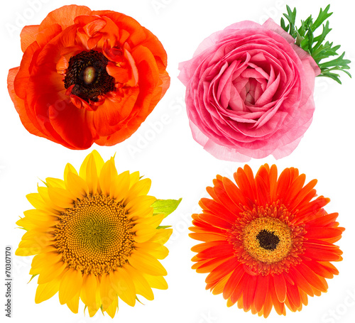 Fototapeta Naklejka Na Ścianę i Meble -  flower head. ranunculus, sunflower, anemone isolated on white