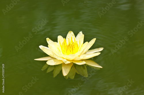 lovely lotus in pond