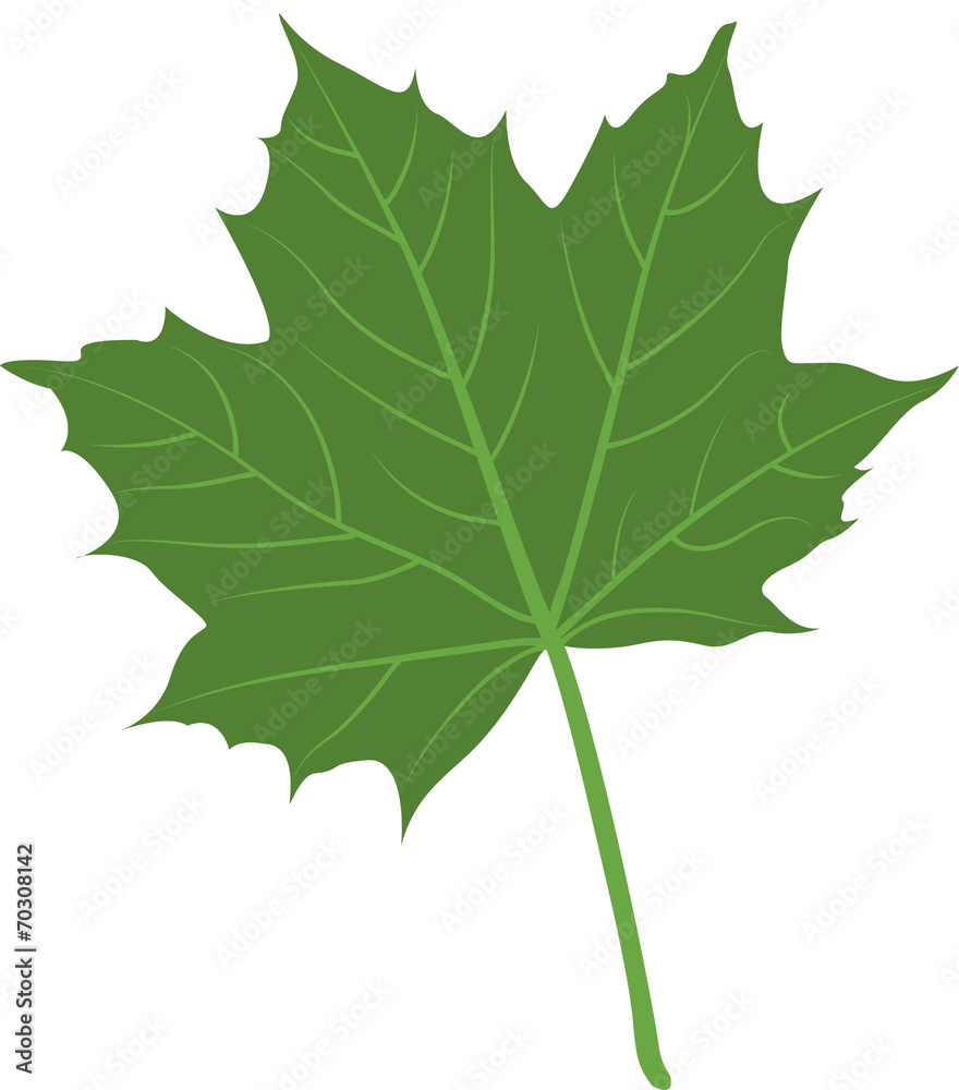 Feuille érable verte illustration 1 Feuille érable verte illustration 1
