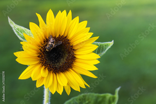 Fototapeta Naklejka Na Ścianę i Meble -  Sunflower with bee against the green background