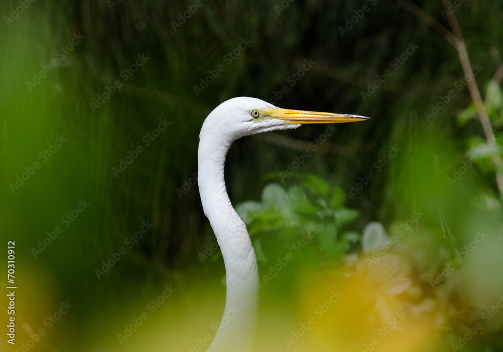 Portrait of a great white heron among the vegetation Portrait of a great white heron among the vegetation