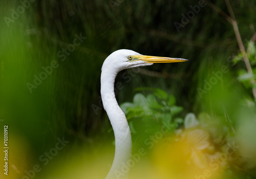Portrait of a great white heron among the vegetation
