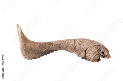 old ram's horn like a human leg isolated on white background