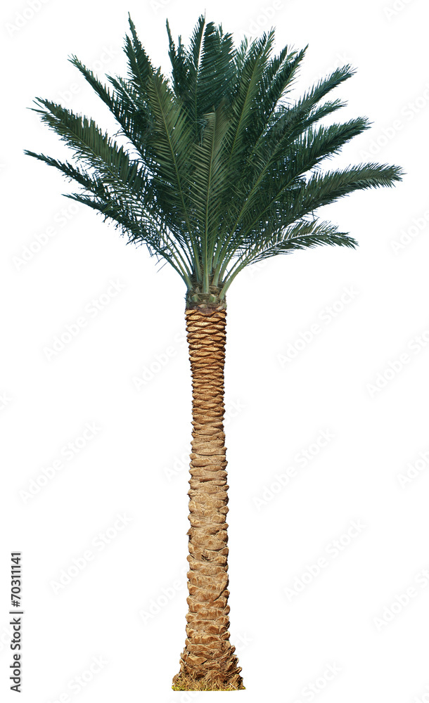Palm tree isolated on white background