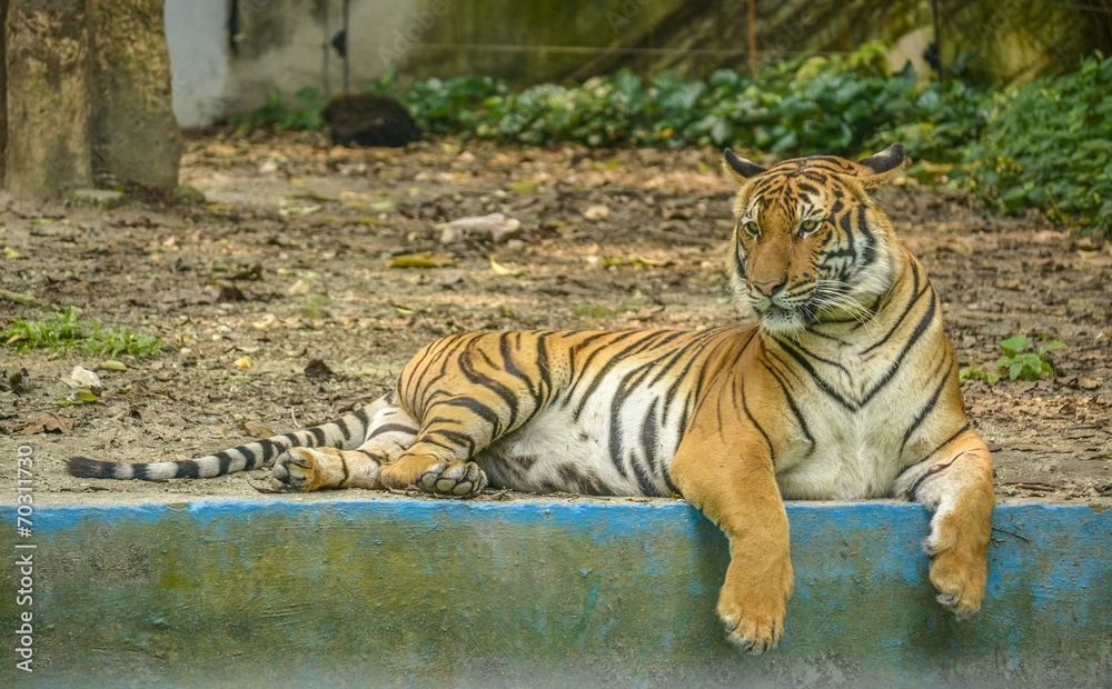 A Tiger Waiying for A Meat