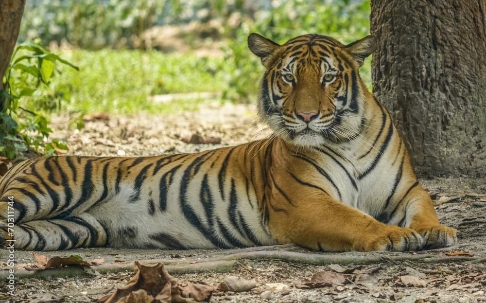Fototapeta premium A Tiger Laying and Starring Under The Ramp