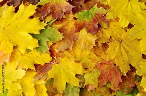 marple leaves in yellow, orange and brown autumn colours