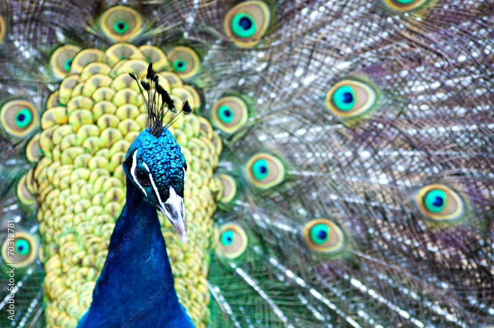 Obraz premium Pfau - Prachtvolle Vögel