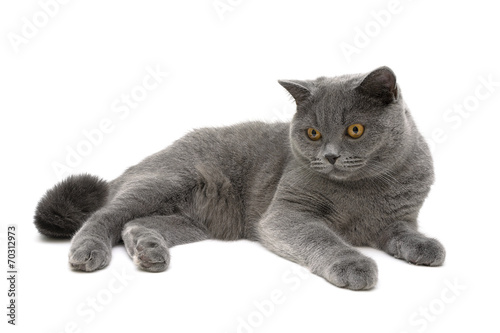 young cat on white background close up