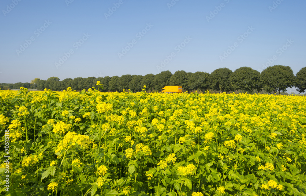 Rapeseed growing on a field in summer Rapeseed growing on a field in summer