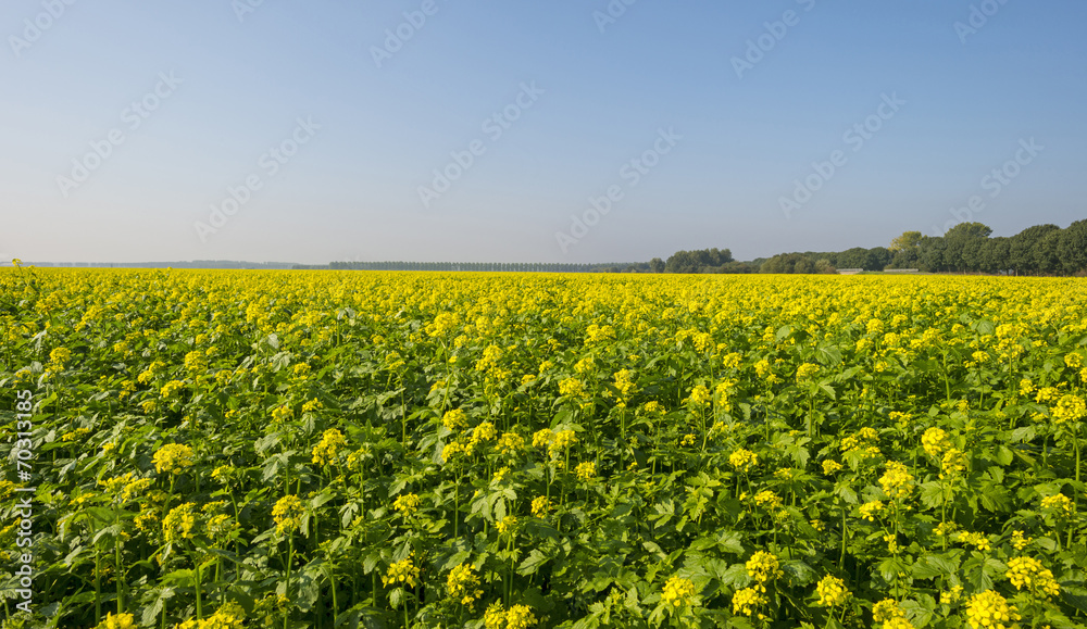 Rapeseed growing on a field in summer