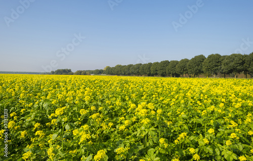Rapeseed growing on a field in summer © Naj