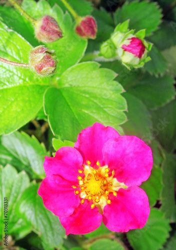 Closeup of Strawberries with pink flowers © Chiffanna