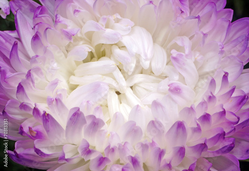 Closeup of aster flower with white petals with purple edges