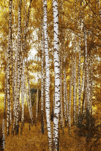 forest birch in autumn colours