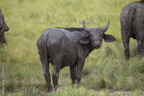 Buffalo