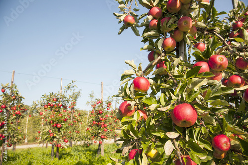 tree full of apples with other trees in the background