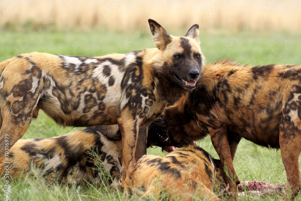 Wild Dogs Feeding, I'll stand guard Wild Dogs Feeding, I'll stand guard
