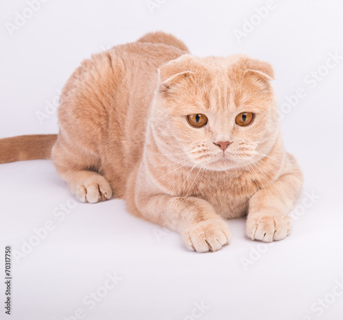 Fototapeta Naklejka Na Ścianę i Meble -  Scottish fold male cat lying paws straight