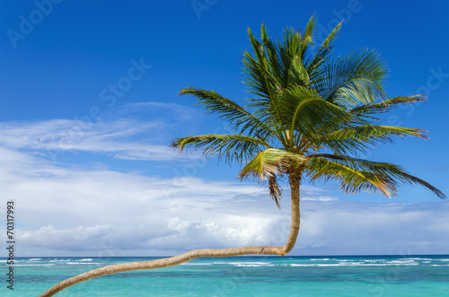 Exotic palm tree on a background of azure Caribbean Sea