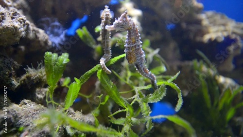 two seahorses close-up