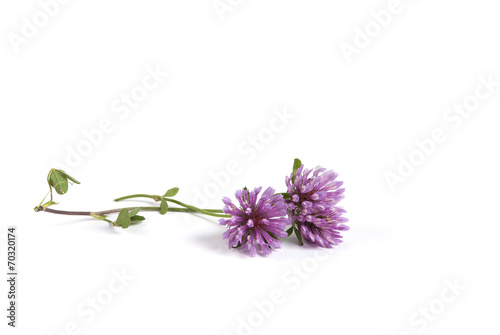 Fotografie Klöver