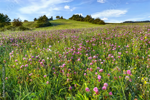Meadow with clover