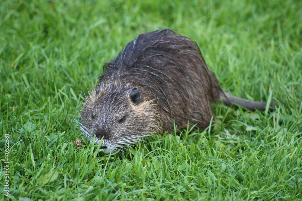 Nutria Nutria