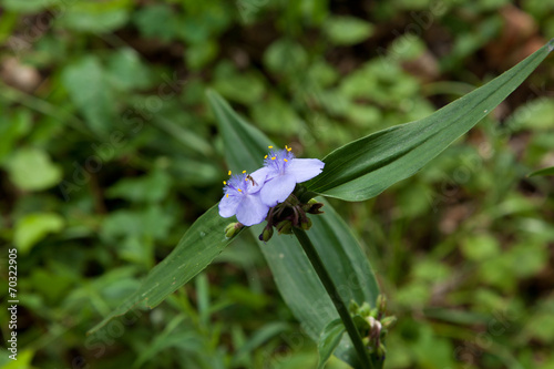 Zig Zag Spiderwort