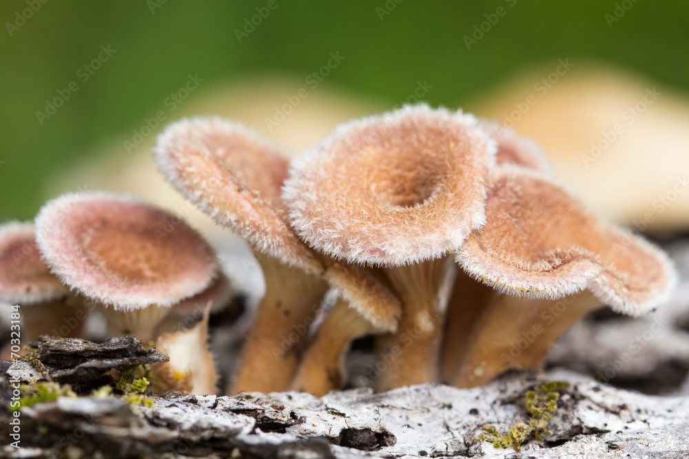 Young hairy mushroom cluster on log. Lentinus crintis?