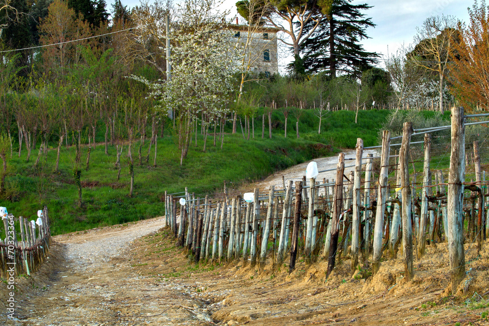 Fototapeta premium Toskania