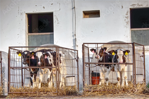 Cows in prison at the farm