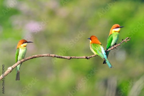 Chestnut-headed Bee-eaters