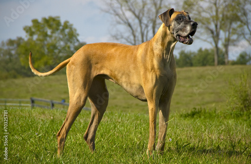 Great Dane in grassy field looking right