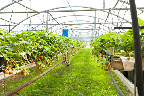 Obraz na plátně culture de fraises sous serre