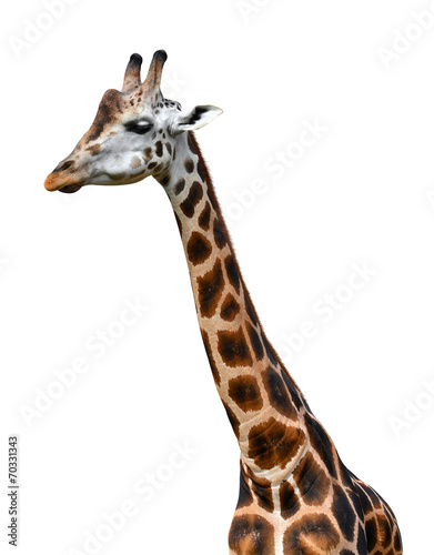 Portrait of a giraffe isolated on white background