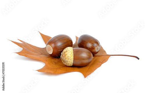 oak acorns on autumnal leaf isolated on white © vencav