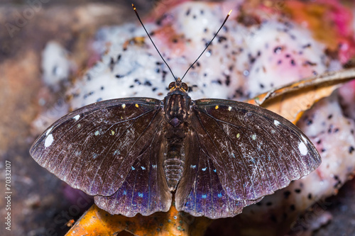 Blue-spot Archduke butterfly photo