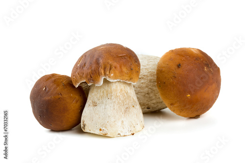 boletus mushrooms over white