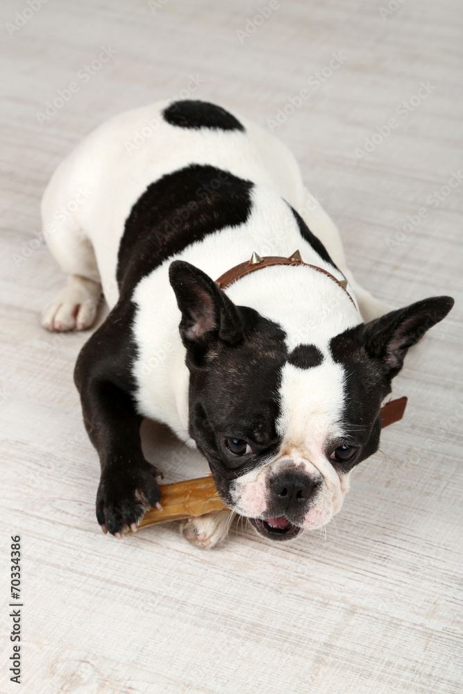 French bulldog with bone in room