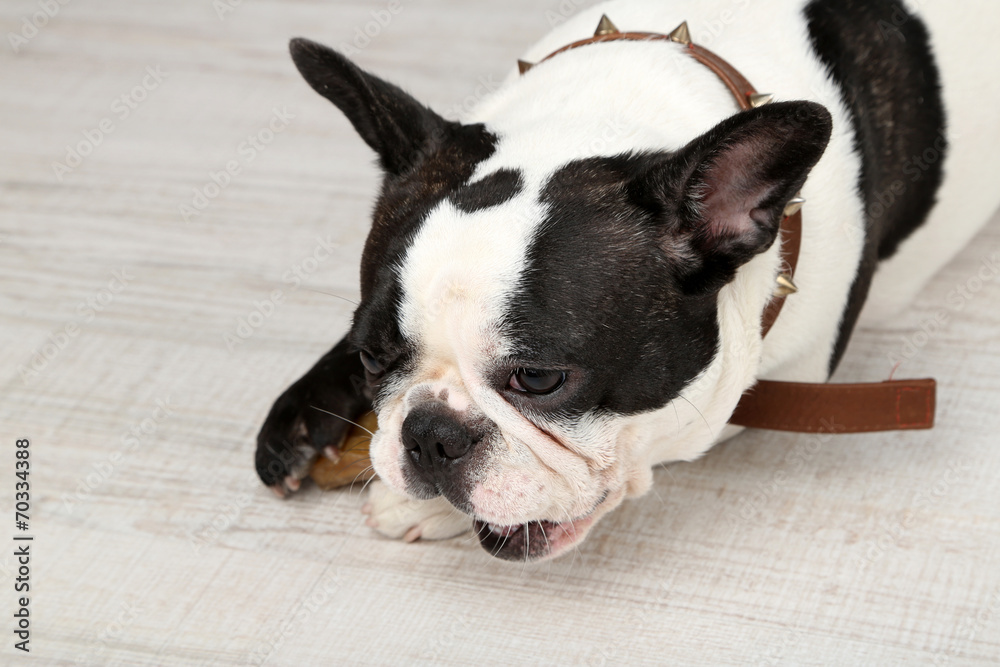 French bulldog with bone in room