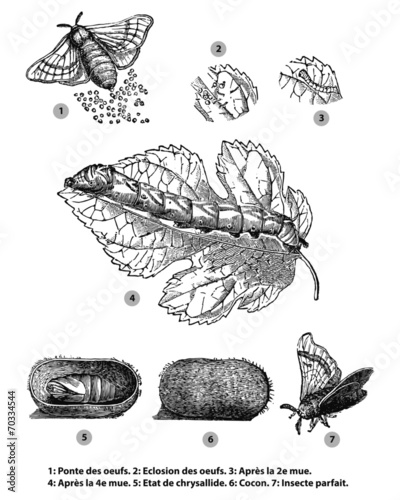 Métamorphoses de ver à soie